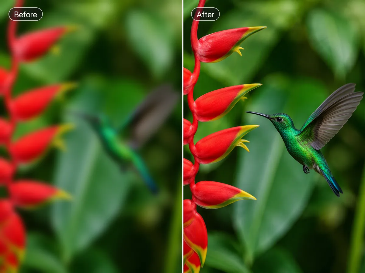 Before-and-after of a hummingbird by red flowers, out of focus on the left and sharply detailed on the right.
